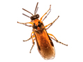 Athalia rosae